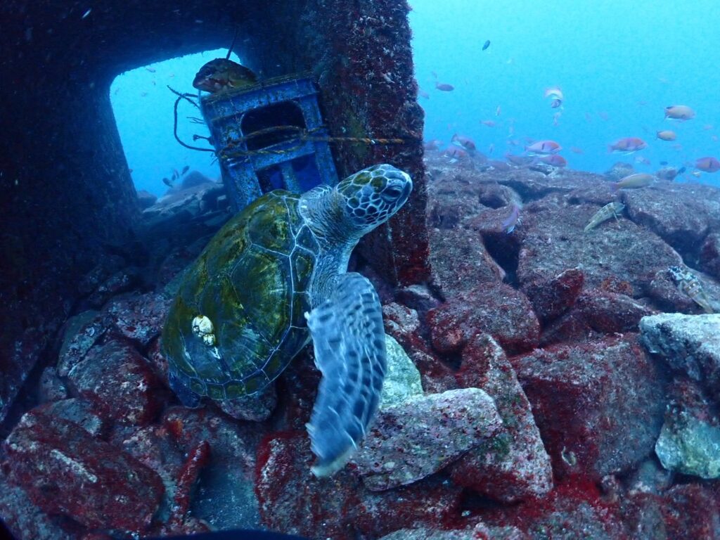 海がめさま専用！ 皆仲良くドライ練習！ – 神奈川県横浜市のダイビングスクールミッド